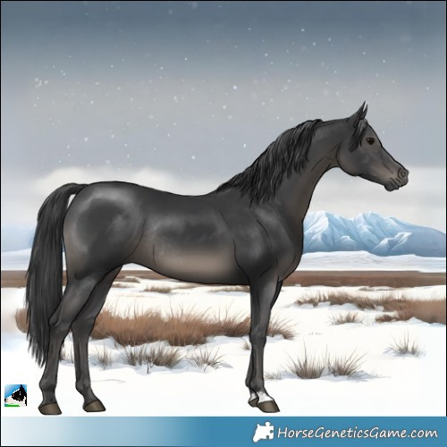 Horse Color:Black Rabicano 