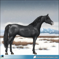 Horse Color:Black Sabino Rabicano 