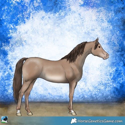 Horse Color:Classic Champagne Rabicano 