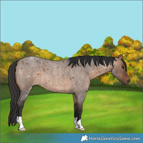 Horse Color:Brown Roan Dun