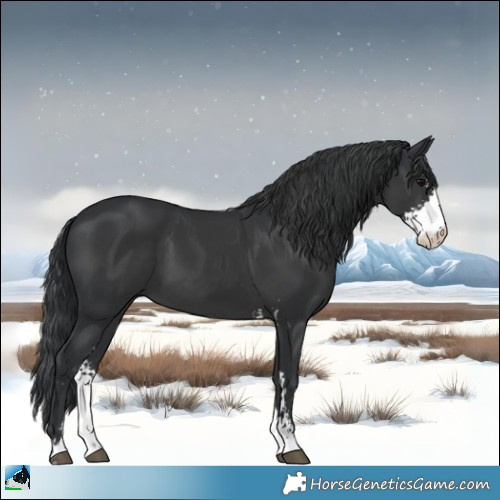 Horse Color:Black Sabino