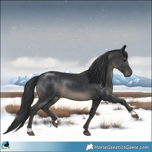 Horse Color:Black Rabicano 