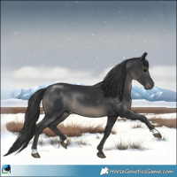 Horse Color:Black Rabicano 