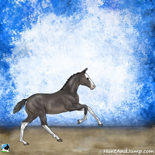 Horse Color:Smoky Black Splash 
