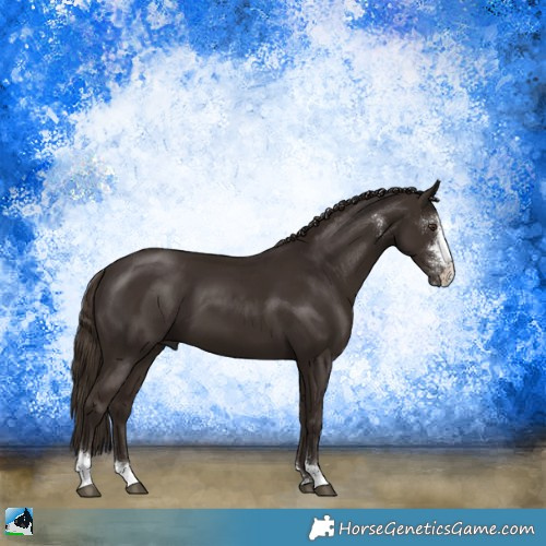 Horse Color:Liver Chestnut Sabino 