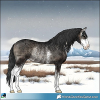 Horse Color:Blue Onyx Ice Sabino Rabicano 