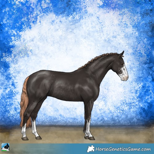 Horse Color:Liver Chestnut Sabino Rabicano 