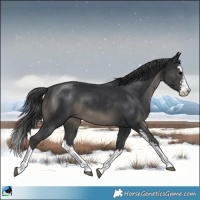Horse Color:Black Sabino Splash