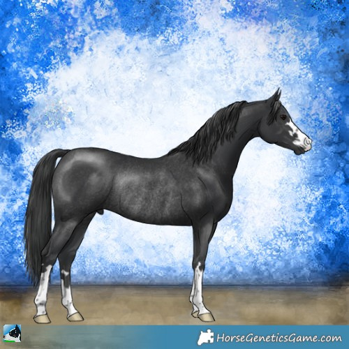Horse Color:Black Rabicano 