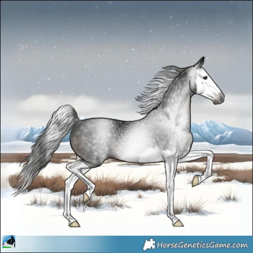 Horse Color:Gray Black Mushroom Sabino Splash Rabicano