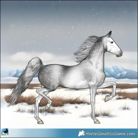 Horse Color:Gray Black Mushroom Sabino Splash Rabicano 