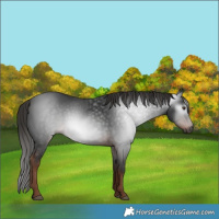 Horse Color:Gray White Spotted Liver Chestnut 