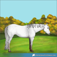 Horse Color:Gray White Spotted Liver Chestnut 