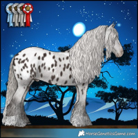 Horse Color:Liver Chestnut Tobiano Appaloosa
