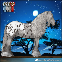 Horse Color:Liver Chestnut Tobiano Appaloosa 