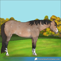 Horse Color:Bay Dun 