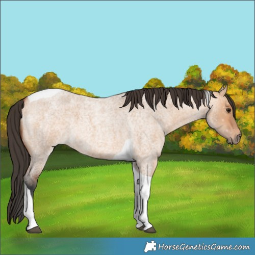 Horse Color:Bay Roan Dun Tobiano 