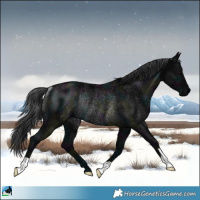 Horse Color:Midnight Black Rabicano