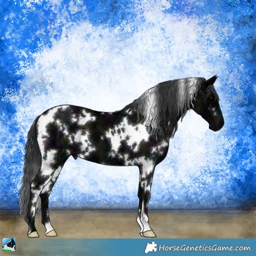 Horse Color:White Spotted Midnight Black Ice 