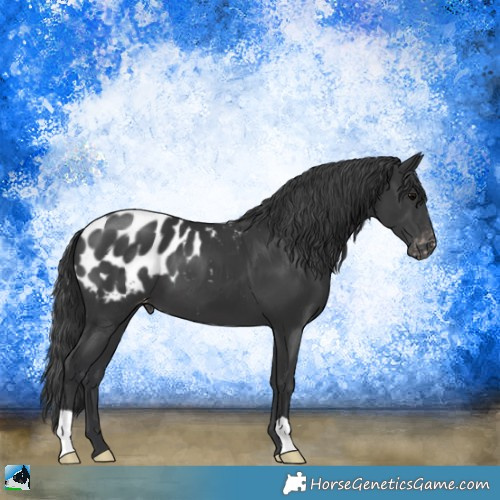 Horse Color:Black Appaloosa 