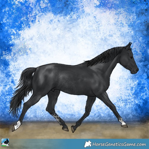 Horse Color:Black Mushroom Sabino Rabicano 