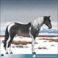 Horse Color:Black Mushroom Tobiano 