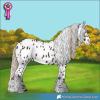 Horse Color:Liver Chestnut Tobiano Appaloosa