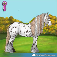 Horse Color:Liver Chestnut Tobiano Appaloosa