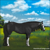 Horse Color:Gray White Spotted Black 