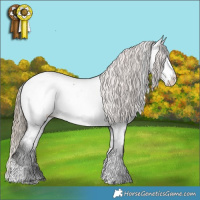 Horse Color:Liver Chestnut Tobiano Appaloosa 