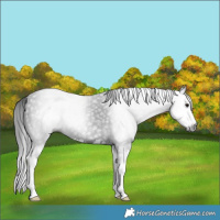 Horse Color:Gray White Spotted Black Splash 