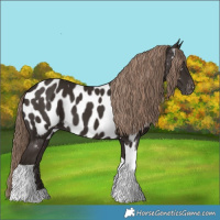 Horse Color:Liver Chestnut Tobiano Appaloosa 