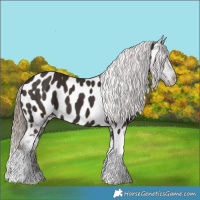 Horse Color:Liver Chestnut Tobiano Appaloosa 