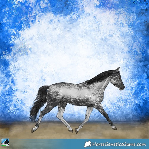 Horse Color:White Spotted Black Ice Sabino 
