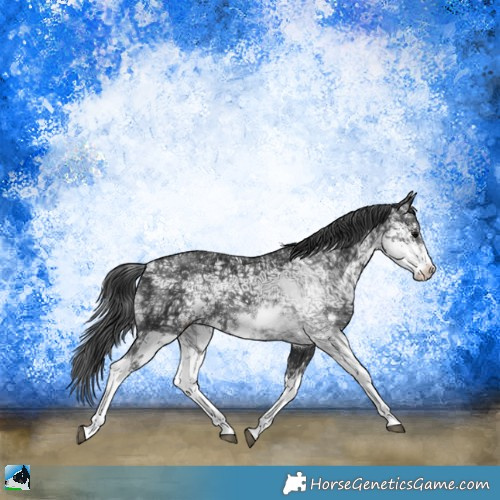 Horse Color:Black Ice Sabino Rabicano 