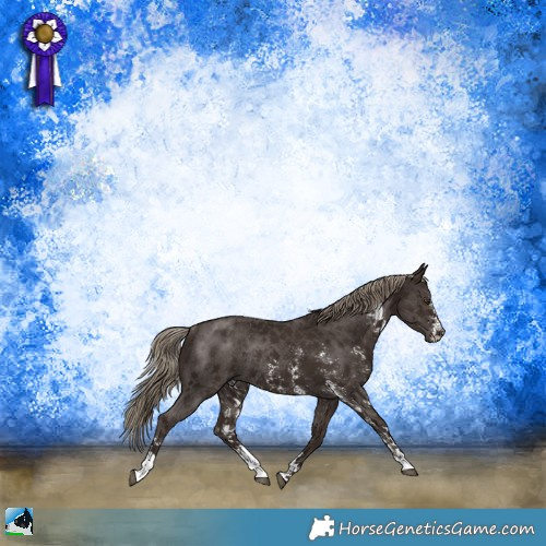 Horse Color:Liver Chestnut Sabino Rabicano 