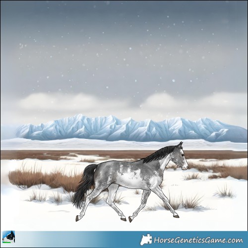 Horse Color:White Spotted Black Sabino Rabicano 
