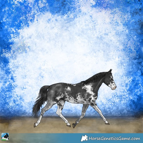Horse Color:Black Sabino 