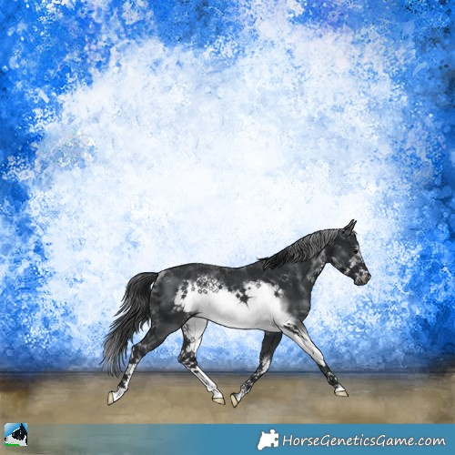 Horse Color:Black Mushroom Sabino Frame Rabicano 