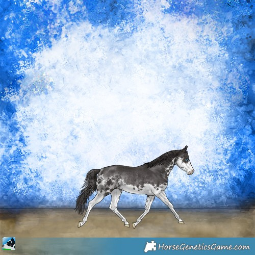 Horse Color:Smoky Black Sabino Splash Rabicano 