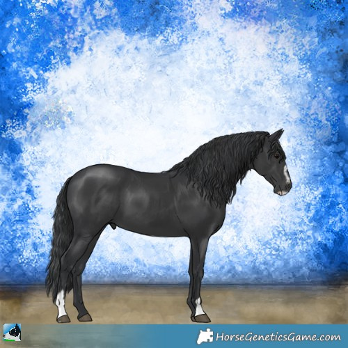 Horse Color:Black Sabino 