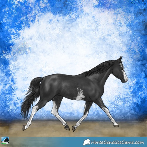 Horse Color:White Spotted Black Mushroom Sabino Rabicano 