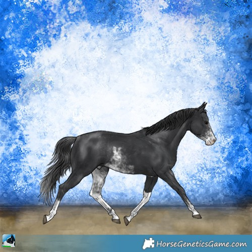 Horse Color:Black Sabino Rabicano 