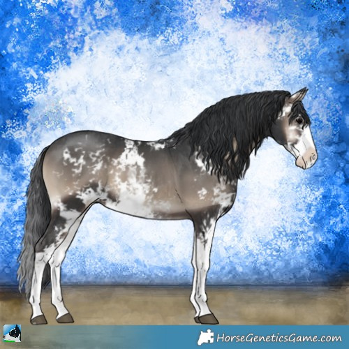 Horse Color:Blue Onyx Sabino 