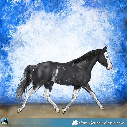 Horse Color:White Spotted Black Splash Rabicano 