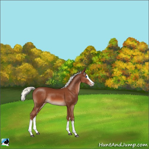 Horse Color:White Spotted Chestnut Mushroom Sabino Splash Rabicano 