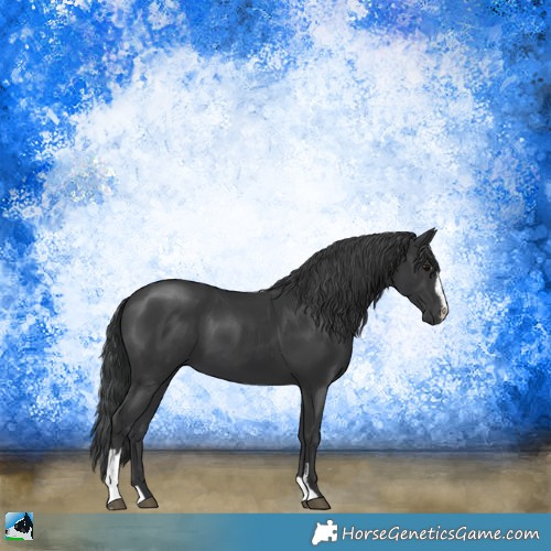 Horse Color:Black Sabino 