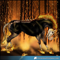 Horse Color:Void Bay Dun Frame Appaloosa 