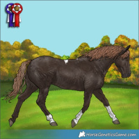 Horse Color:Liver Chestnut Tobiano 