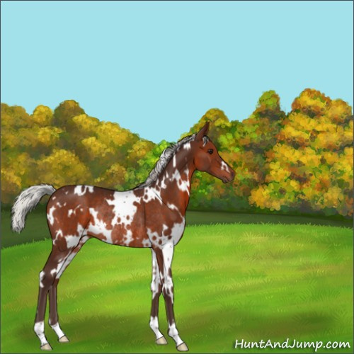 Horse Color:White Spotted Silver Brown Rabicano 